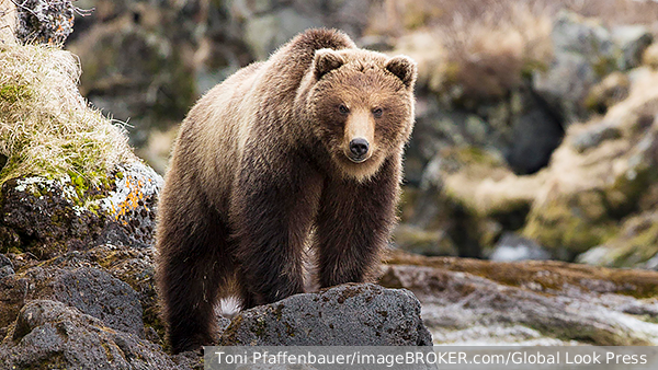     Фото: Toni Pfaffenbauer/imageBROKER.com/Global Look Press   
 Текст: Елизавета Шишкова