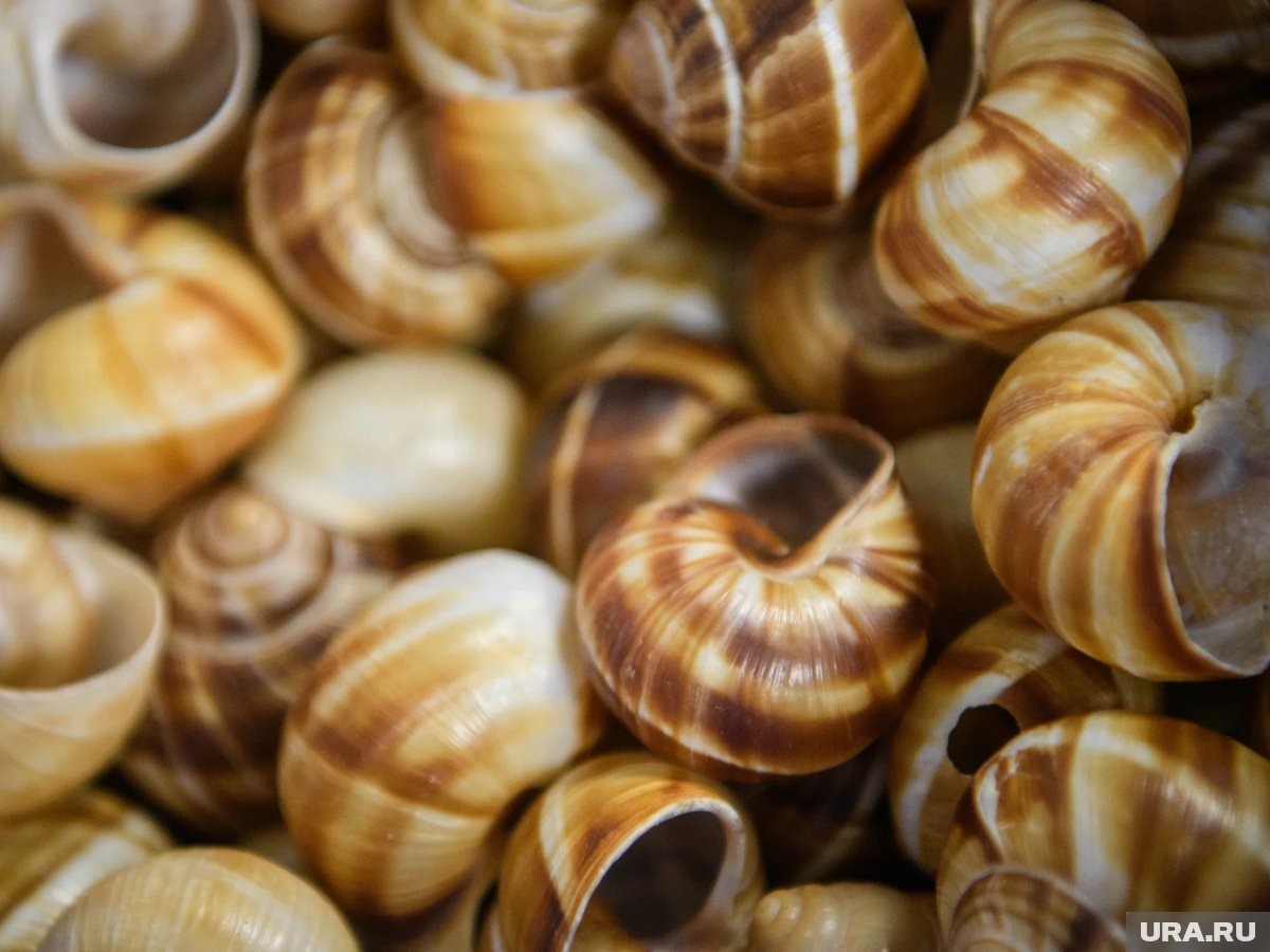    Гастротур пройдет в деревне Патрушева