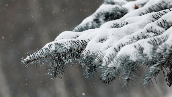    © Sputnik / Алексей Даничев