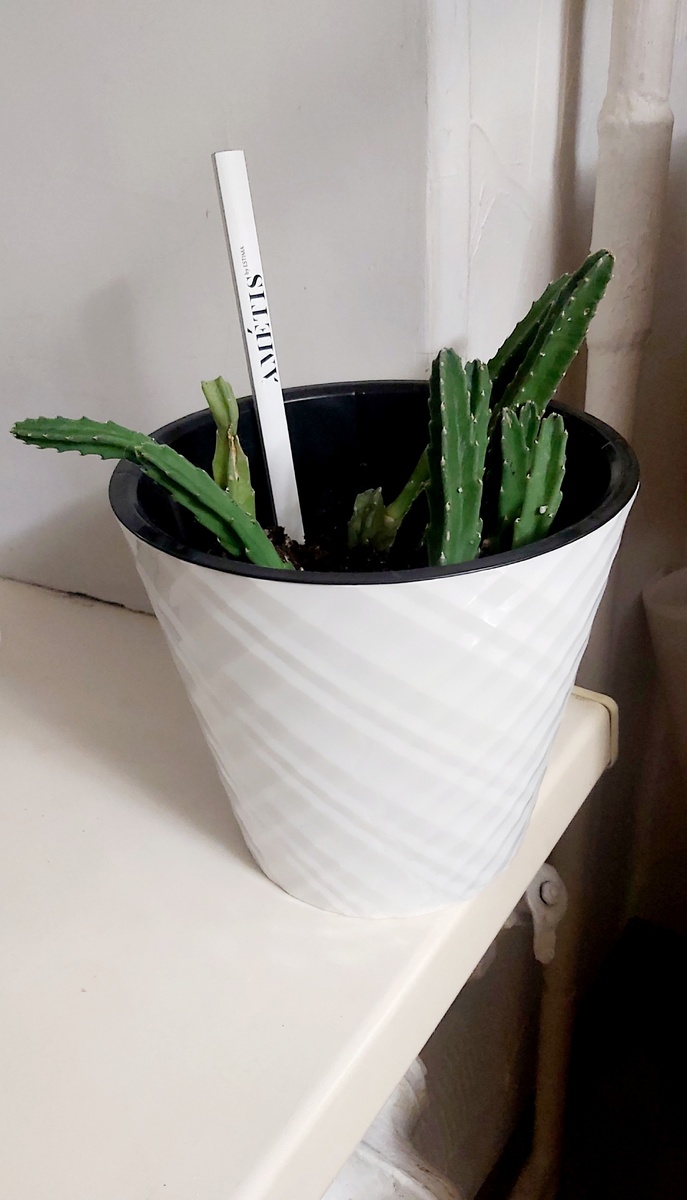 Стапелия, на фото показала, что стоит ближе всего к батарее сбоку и снизу.