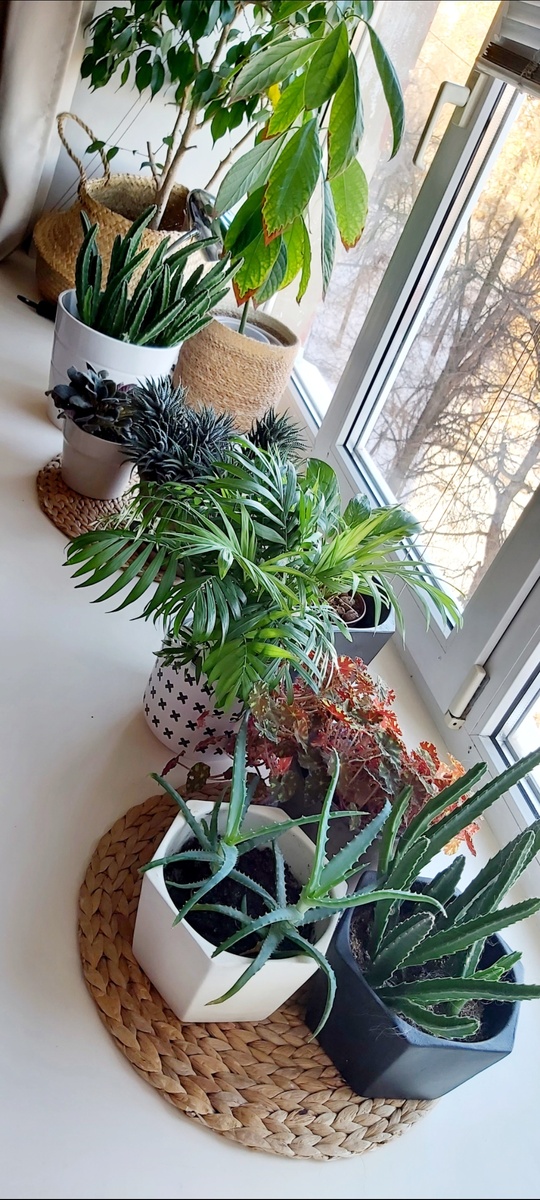 На подоконнике