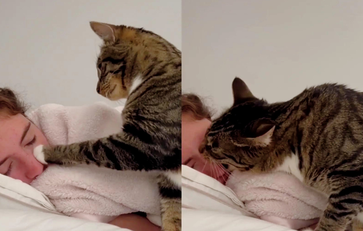 А ну вставай!