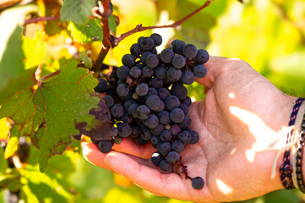 Мода на натуральность всего и вся не могла обойти и вино