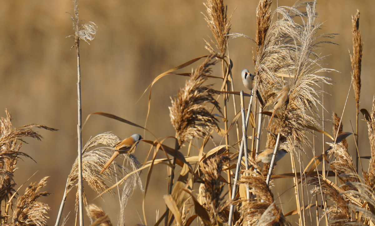 Стая усатых синиц 