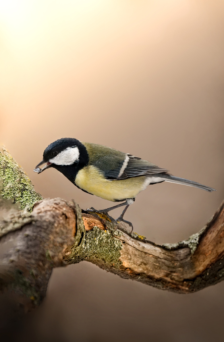 Большая синица