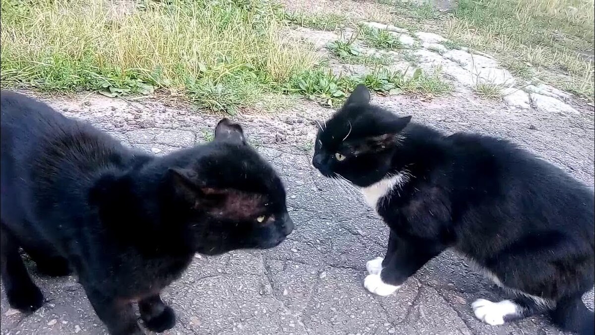 Диким голосом заорал кот. К нему присоединил свое басовитое «Маааау!» другой. 