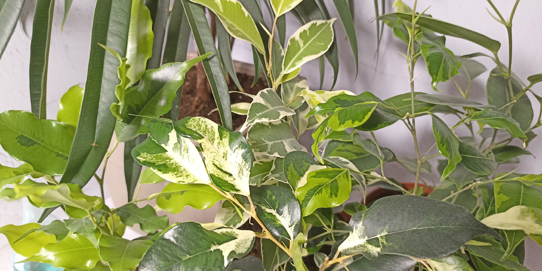 Мои планы в цветоводстве на год: сеять, пробовать, создавать