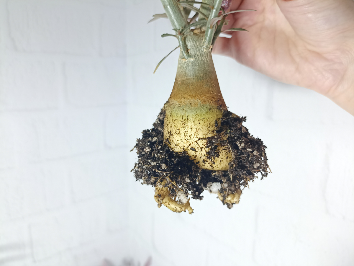 Первый опыт уже был