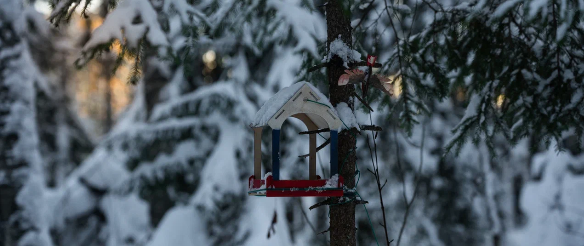    Ирина Яковлева