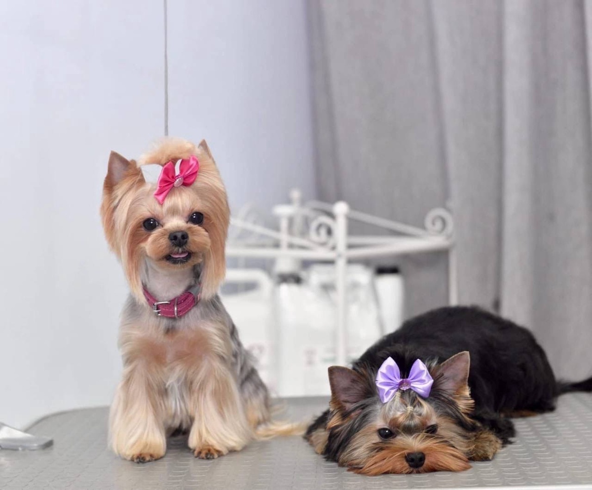 Адаптивный груминг - это не про скорость и не про результат «здесь и сейчас». Это путь, на котором формируется доверие, опыт и спокойное отношение к процедурам.