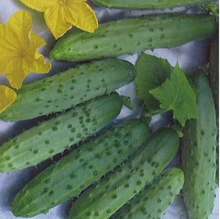 Сорт Апрельский