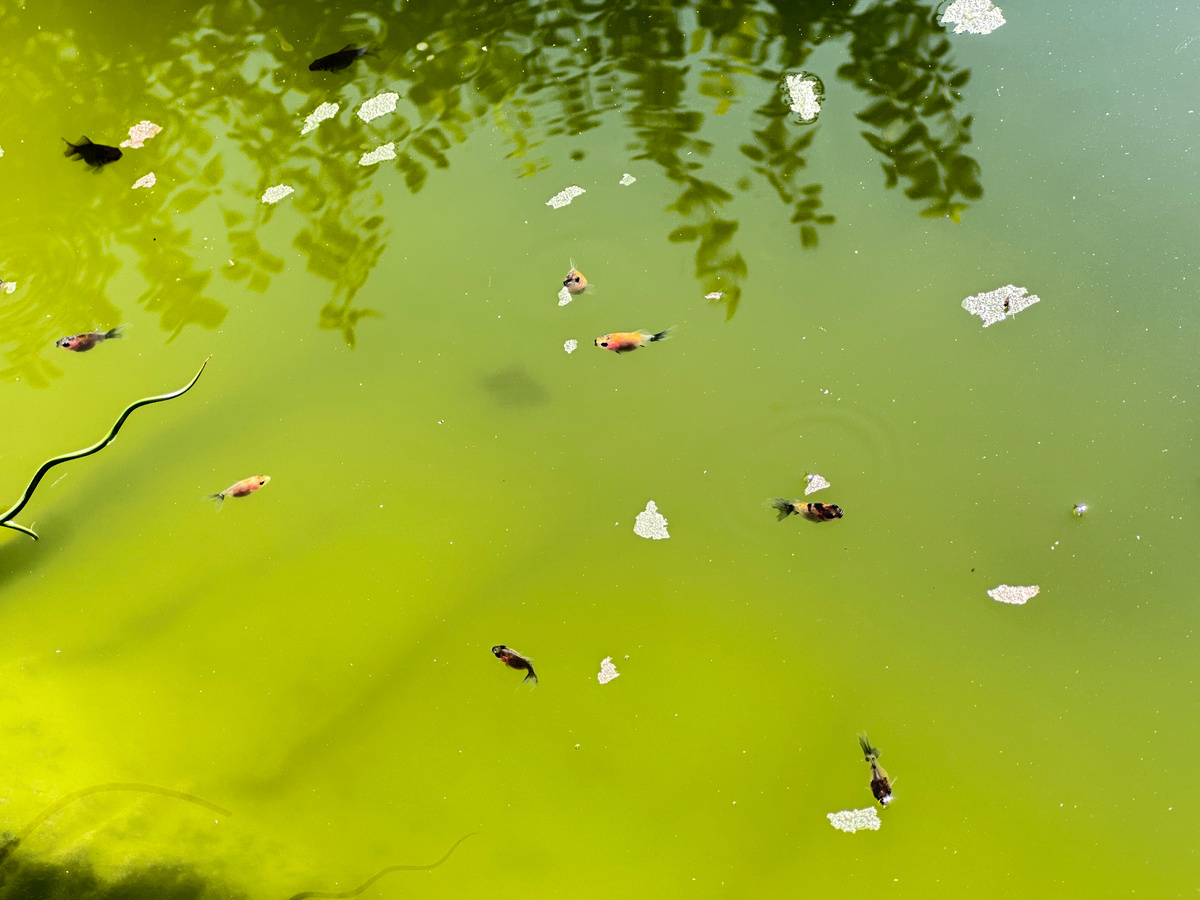 Это уже в середине лета - мальки подросшие (хлопья плавают - корм).