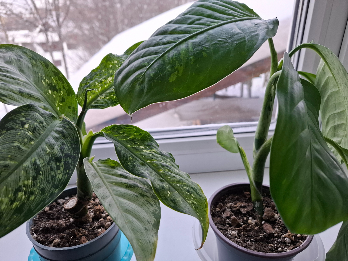 Диффенбахии на подоконнике
