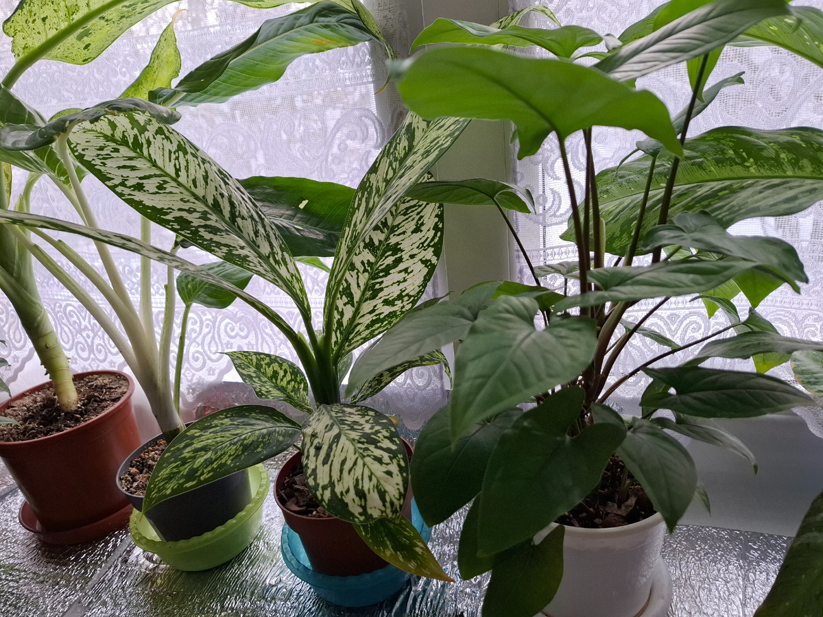 Изолон на всем подоконнике с подгибом на раму и тюль как барьер от холодного воздуха