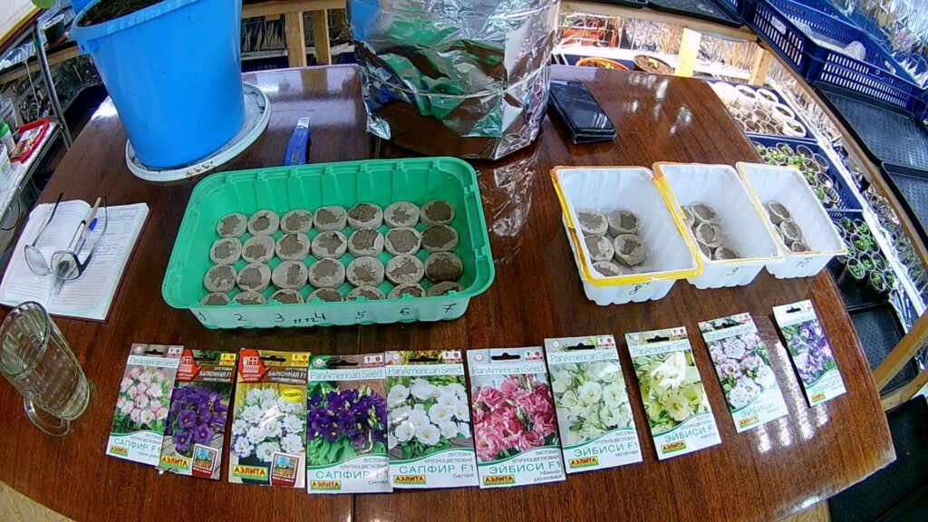 Посадка эустомы в торфяные таблетки.