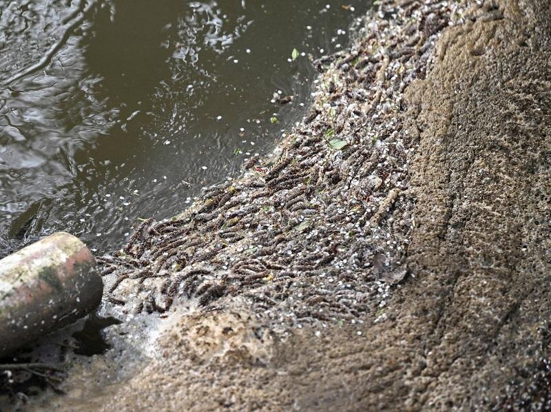    Фото: Министерство экологии и природопользования Московской области