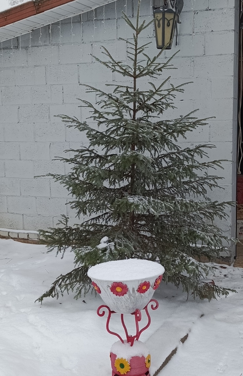 Наша ёлочка ещё не наряженная