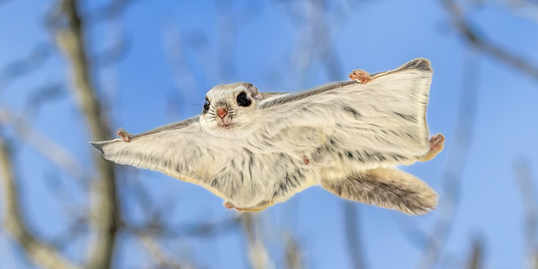 Полетуха (белка-летяга) - Pteromus Volans