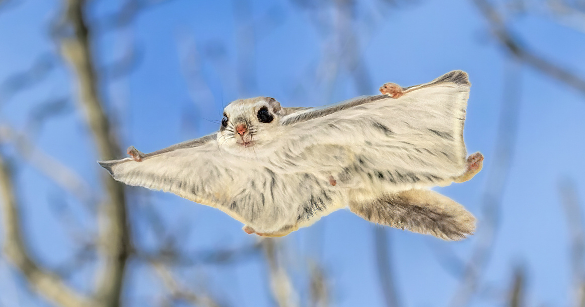 Полетуха в полёте днём