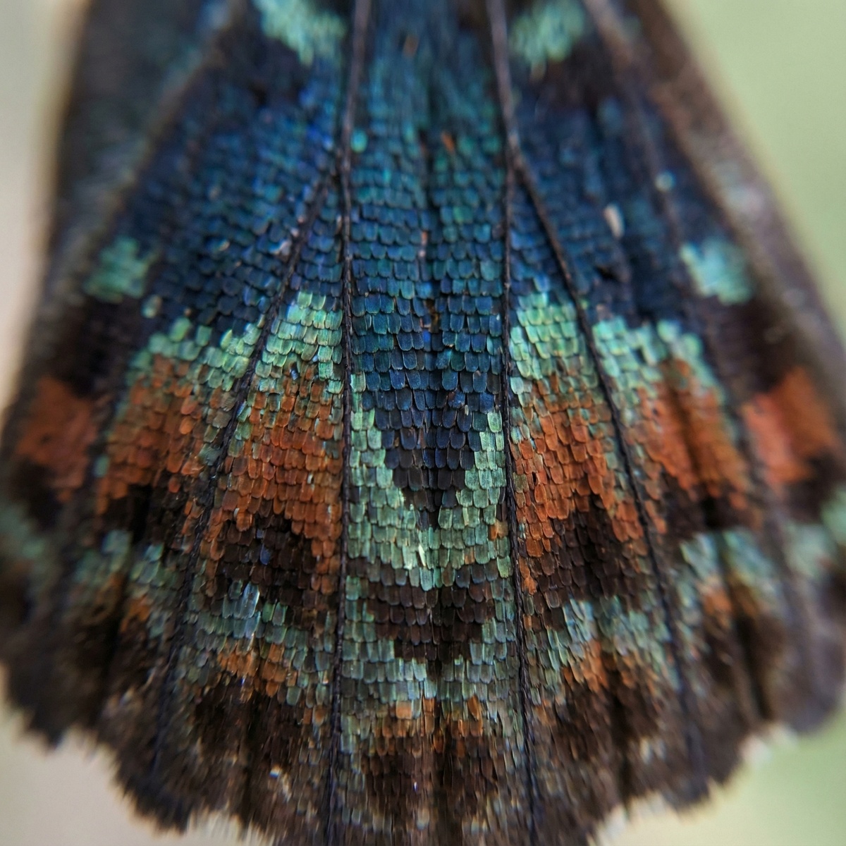 Каждая линия на крыле появляется не случайно — это биологический чертёж