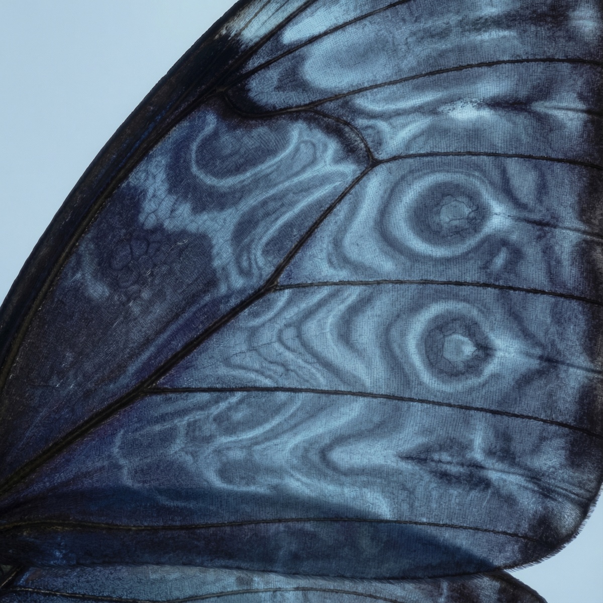 Активность РНК совпадает с будущим узором — как предварительный эскиз