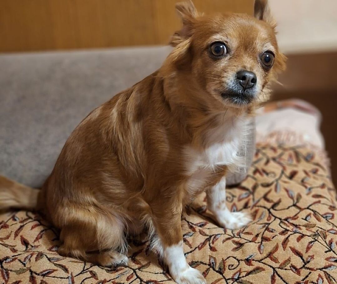 Боня к вечеру тоже уже злая.Хозяйка целый день в бегах.