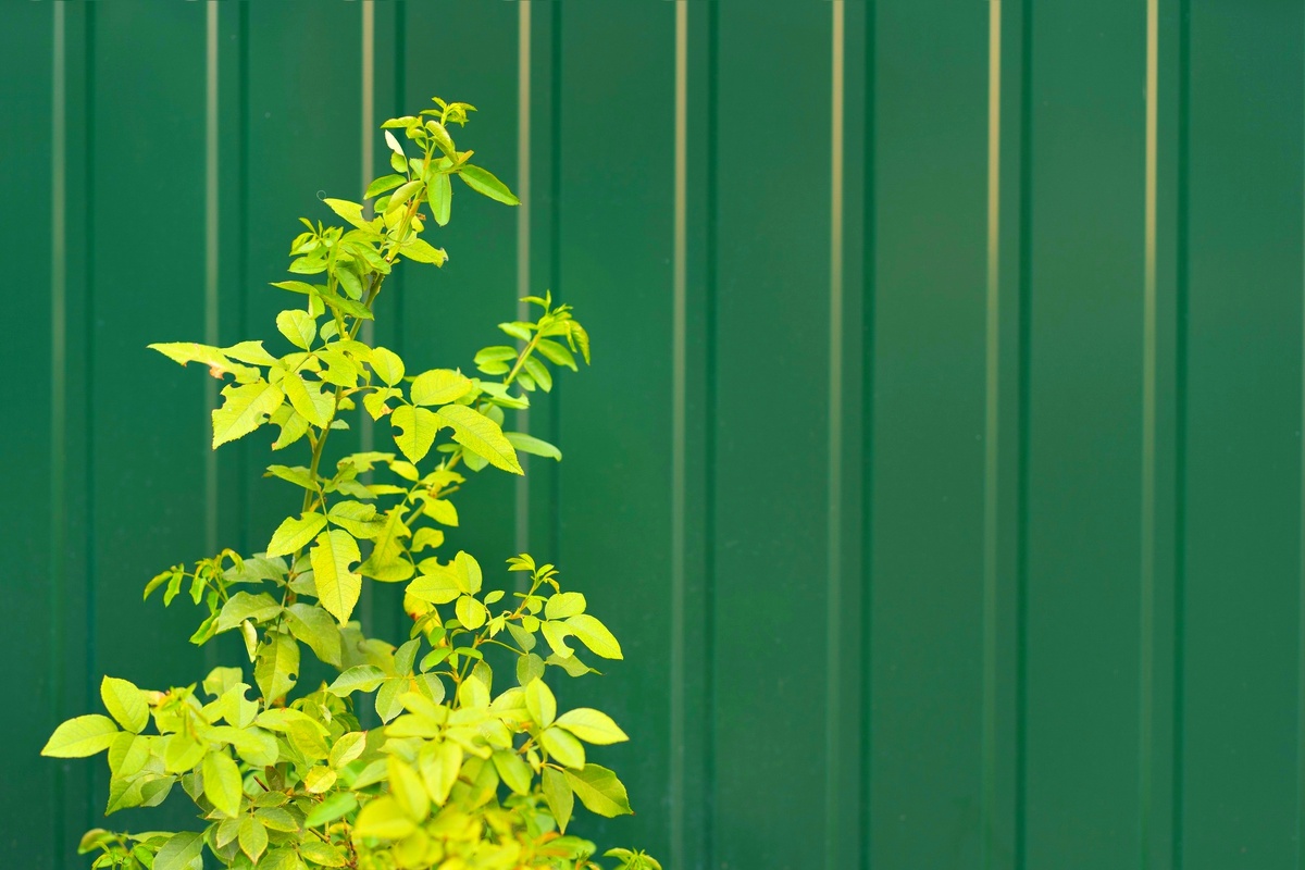 Изображение от freepik