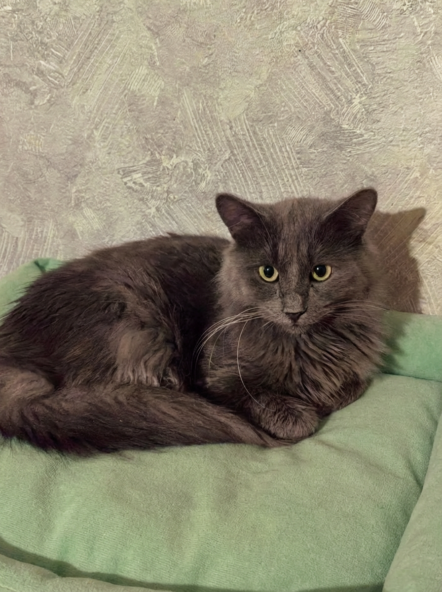 Я быстро привыкну к дому, только подарите мне его