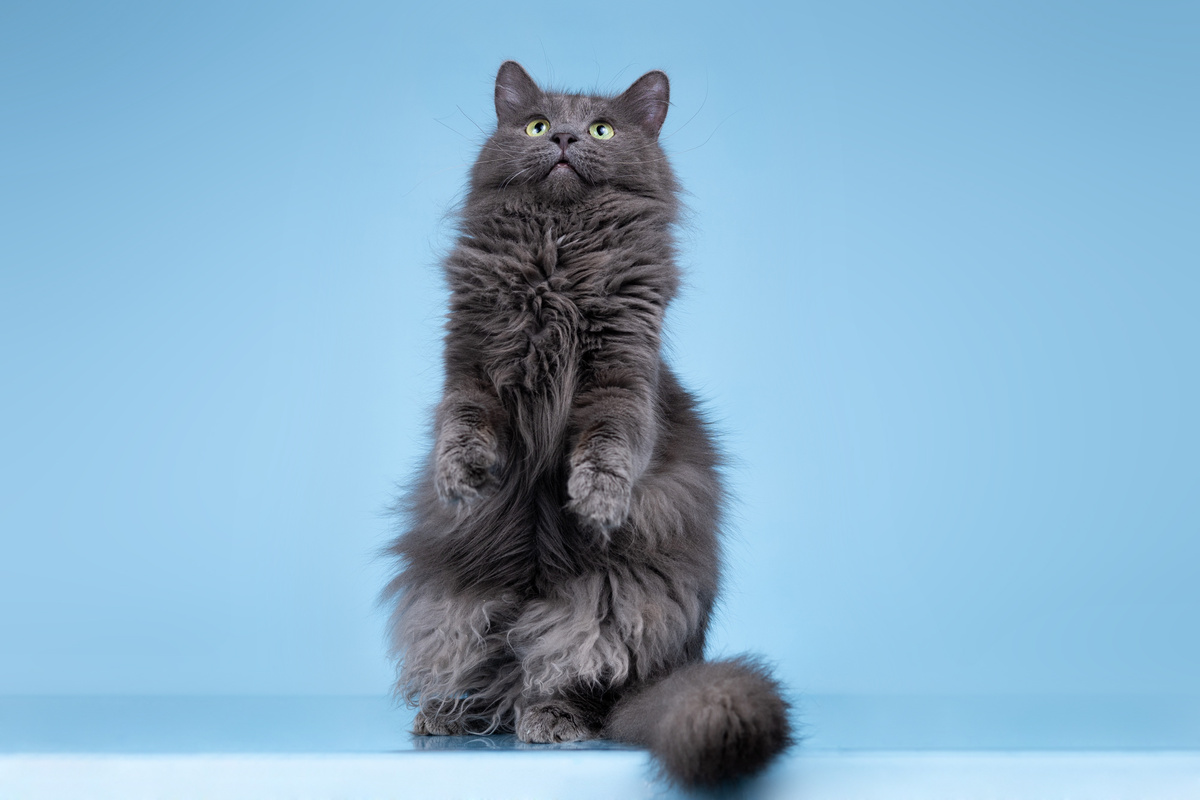 Я тут, как белочка