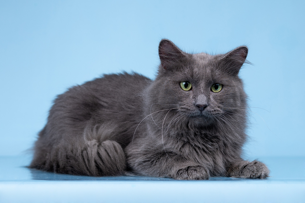 А тут почти Сфинкс