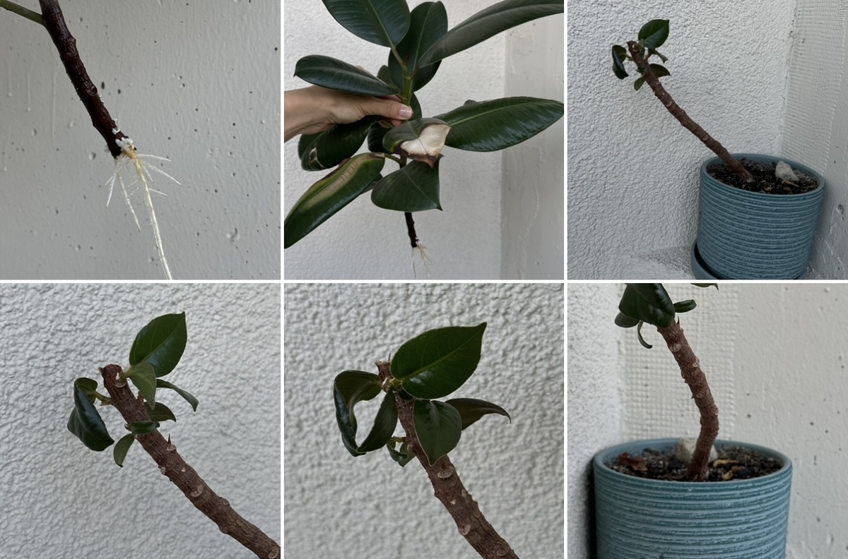 Мои «зеленые друзья» получили приличный ожог буквально за один день😥