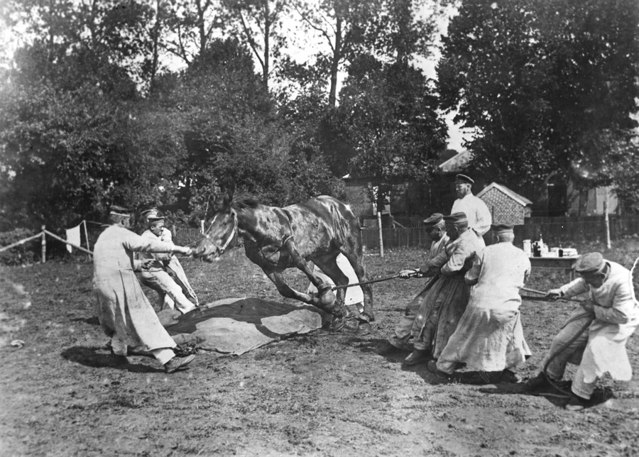 Ветеринария в древности