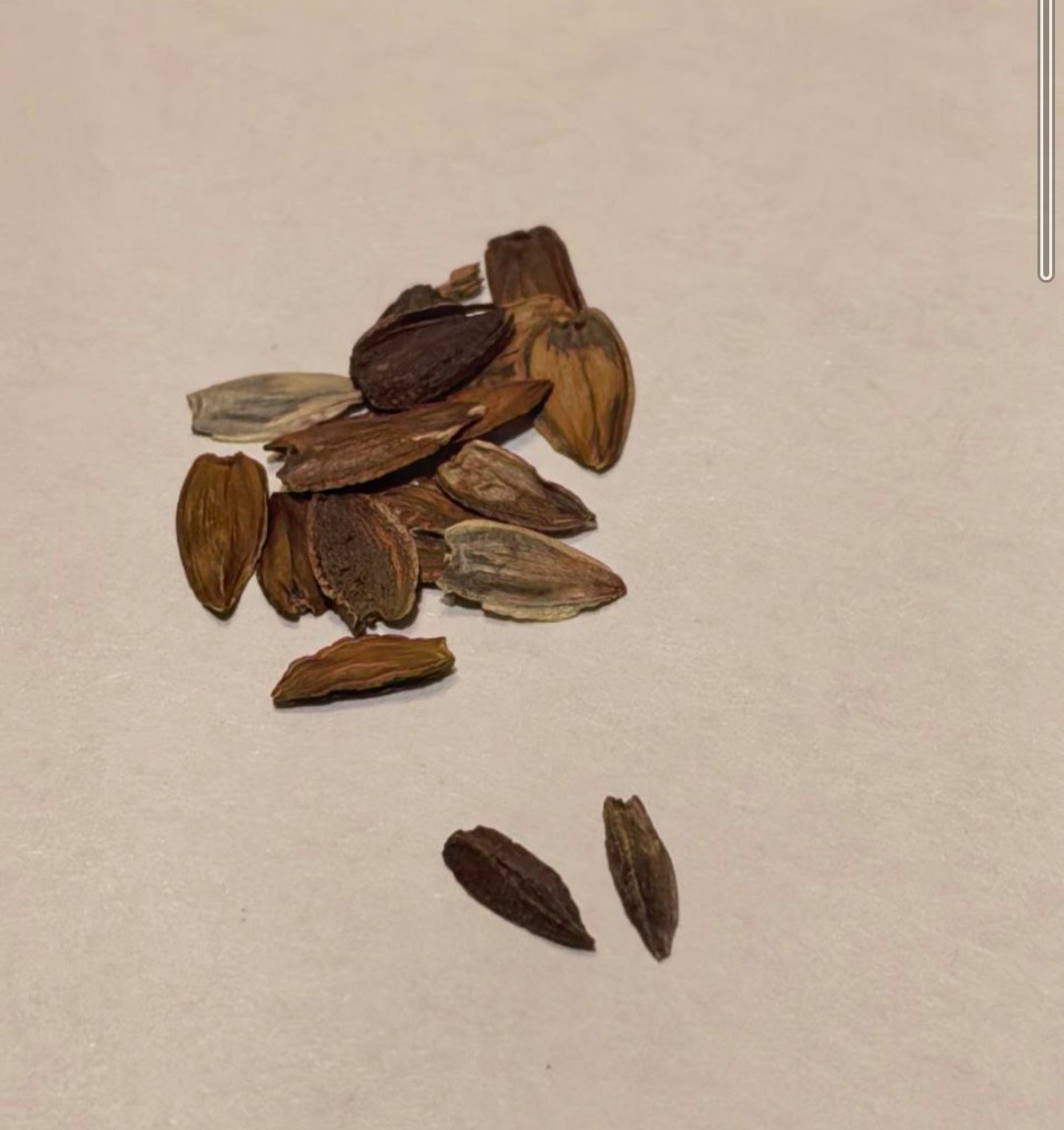 Семена циннии с крылышками и пирамидки