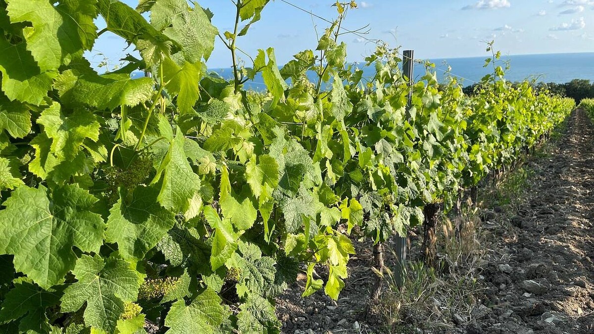    Фото: телеканал «Краснодар»