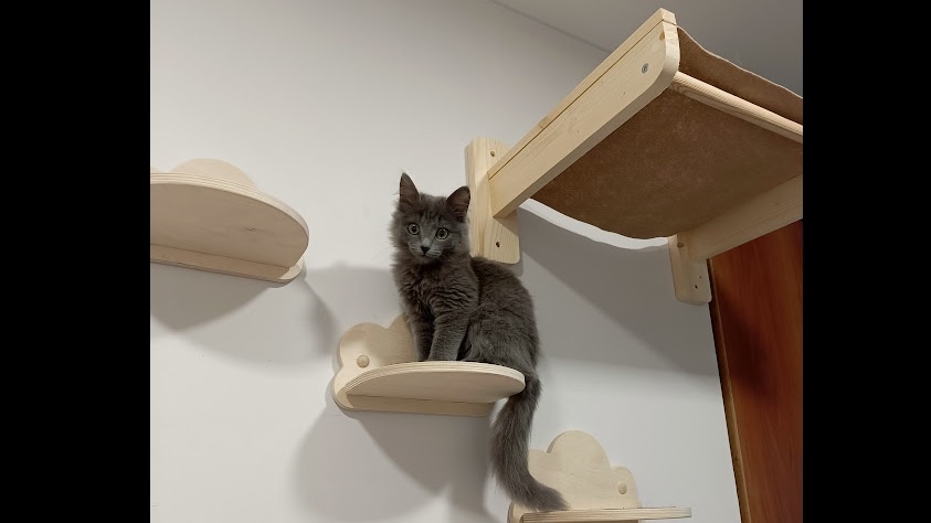 Вот она - наша пушистая красавица Пикси