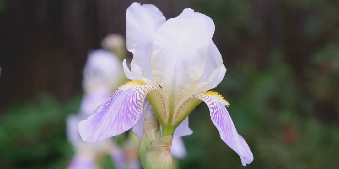 Садовый дневник: снова начало июня, хосты, ирисы, некоторые орхидеи