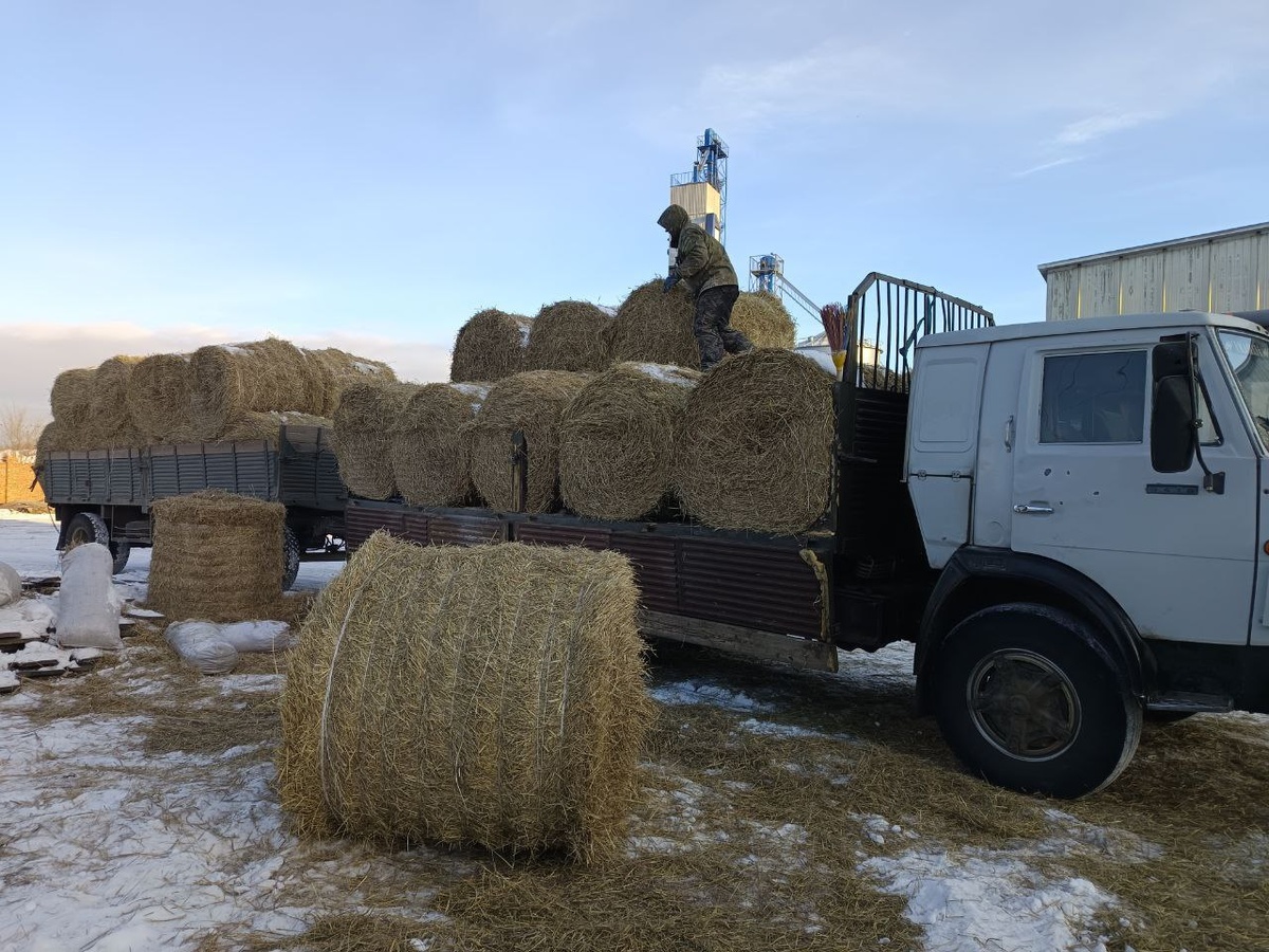 Зимой, в приюте для собак, сена много не бывает