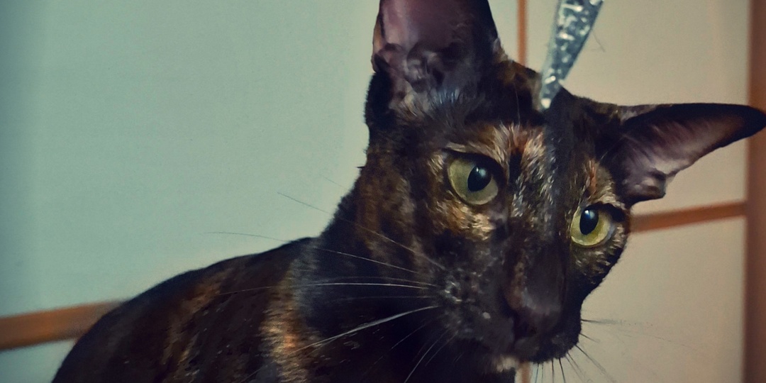 День ненаступившей солидности