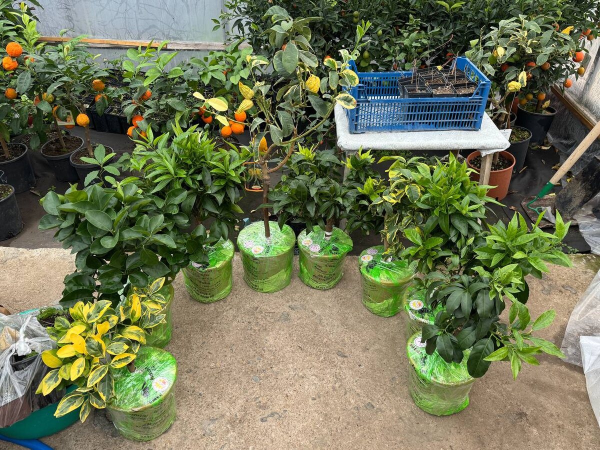 Фото Виктории Вулах: Цитрусовые растения. Солнечный цитрус.
