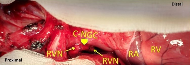   Vincenzo Lionetti et al. / Science Translational Medicine, 2025