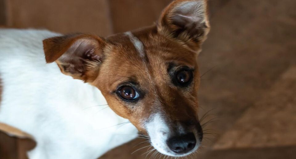    istockphoto.com/Adrian Plitzco