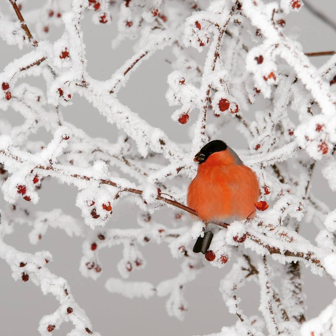 Автор фото:📷 ingvair_mgdn