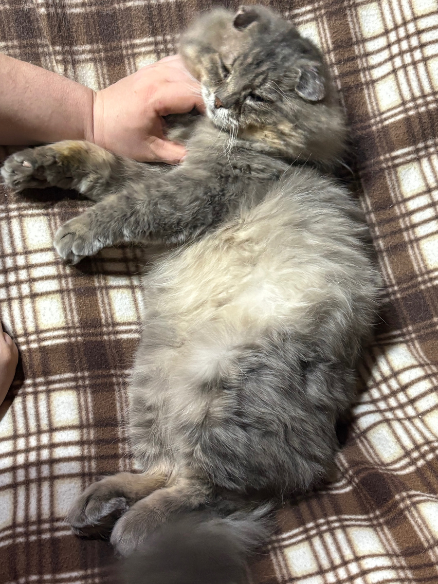 А если еще и любимый хозяин гладит, то вообще жизнь удалась! Филя на новом пледе на раскладушке.