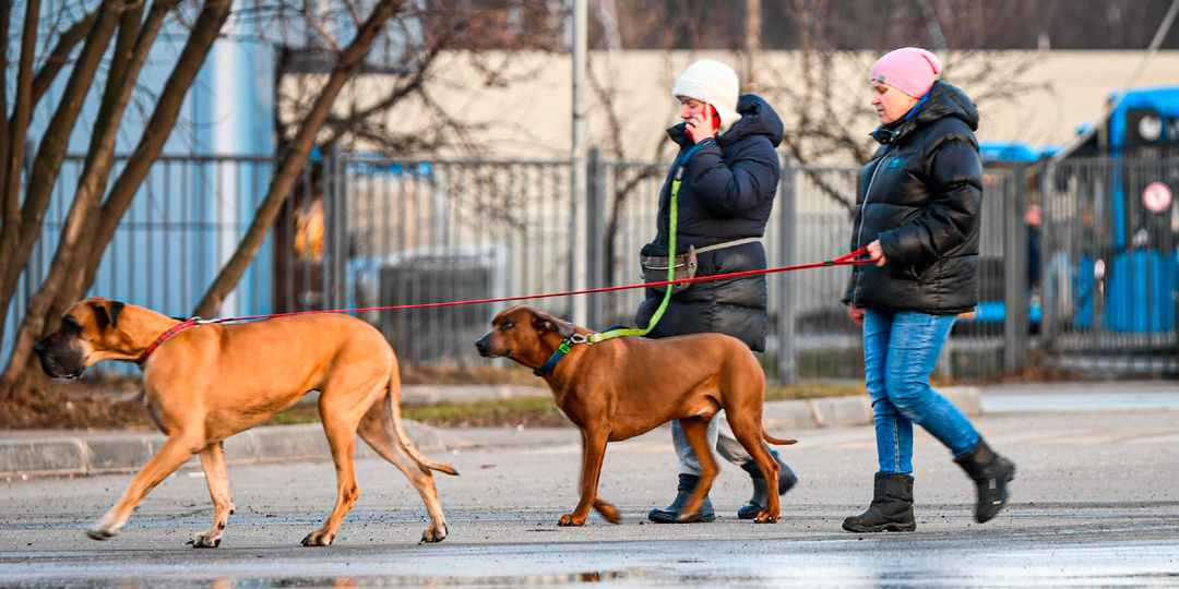 Никакого поводка в руках, но собака не убежит и не дернется к прохожим. Способ, которым пользуются многие выгульщики