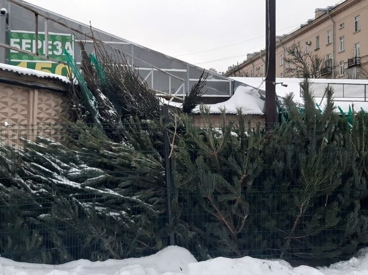     Для человека эти вредители не представляют опасности. Фото: архив МК в Питере