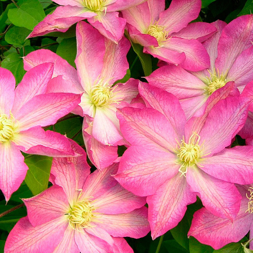 Клематис Асао 2гр. Фото из открытых источников