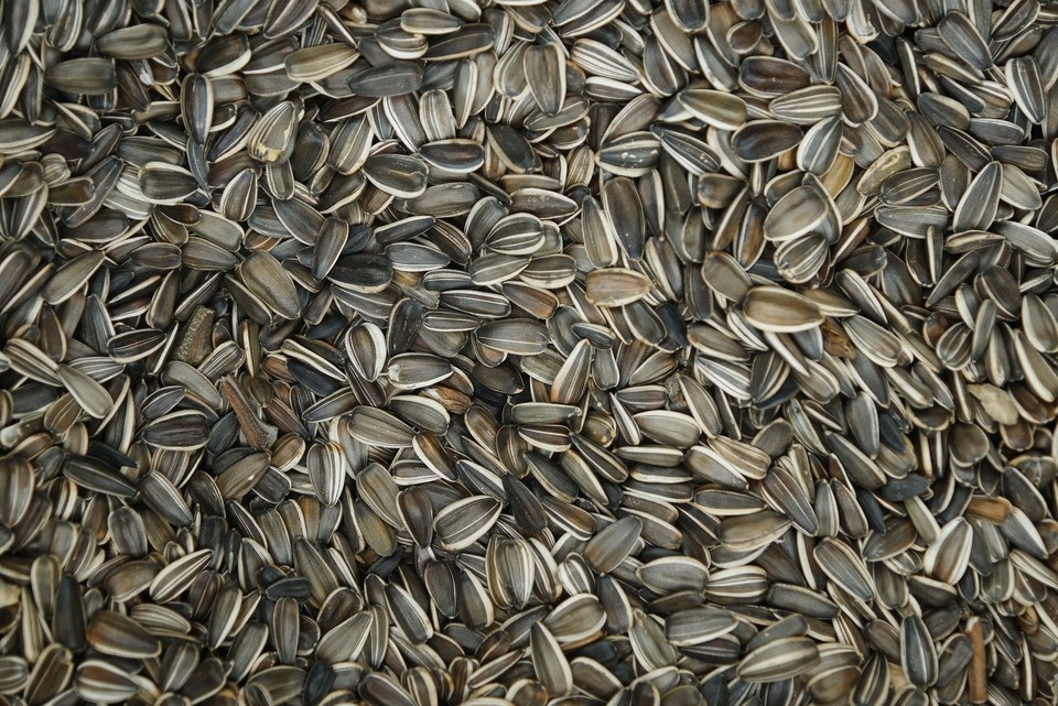    Сорняк оказался смешан с семечкой. Алексей БУЛАТОВ