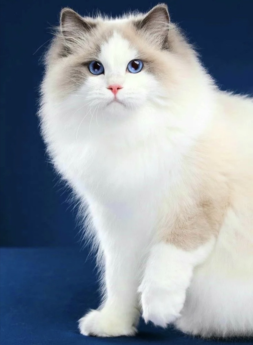 Яндекс фото 