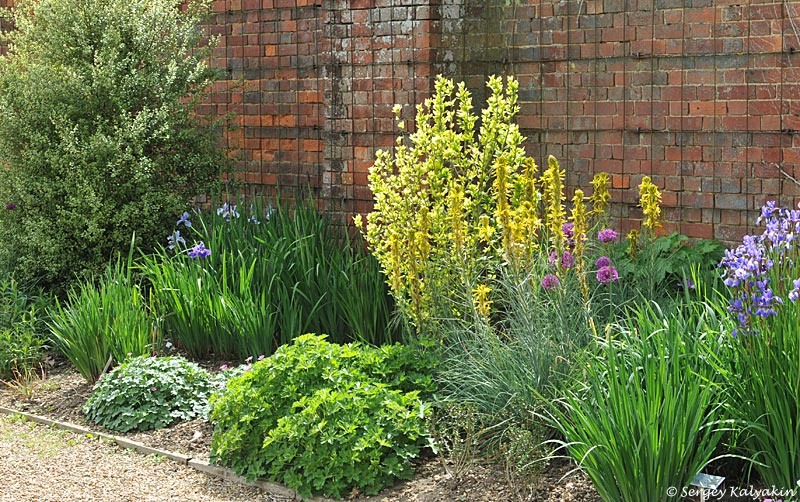 Асфоделина желтая