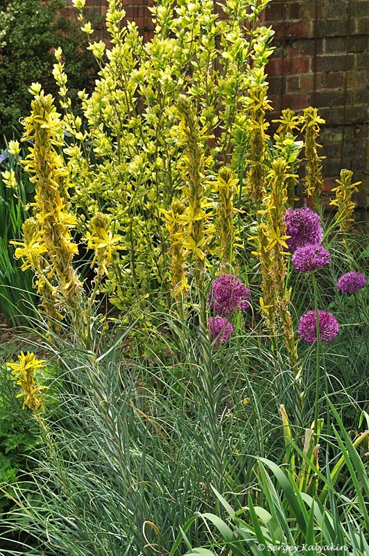 Асфоделина желтая